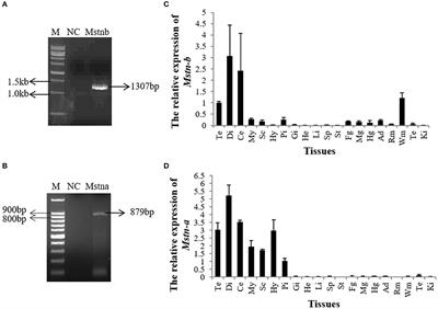 miR-181b-5p May Regulate Muscle Growth in Tilapia by Targeting Myostatin b